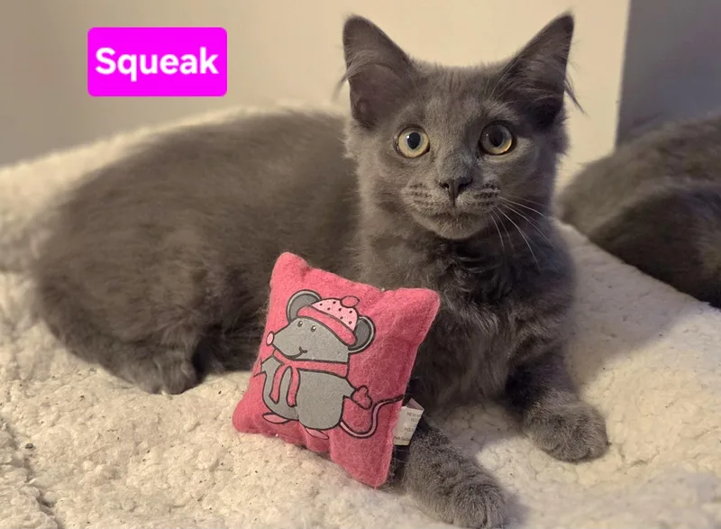 Squeak thumbnail 4