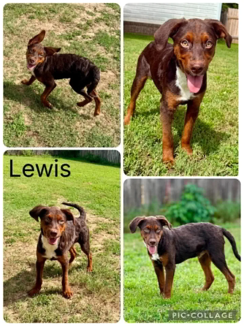 A young medium-sized male Australian Shepherd dog named Lewis for adoption in Enterprise, AL