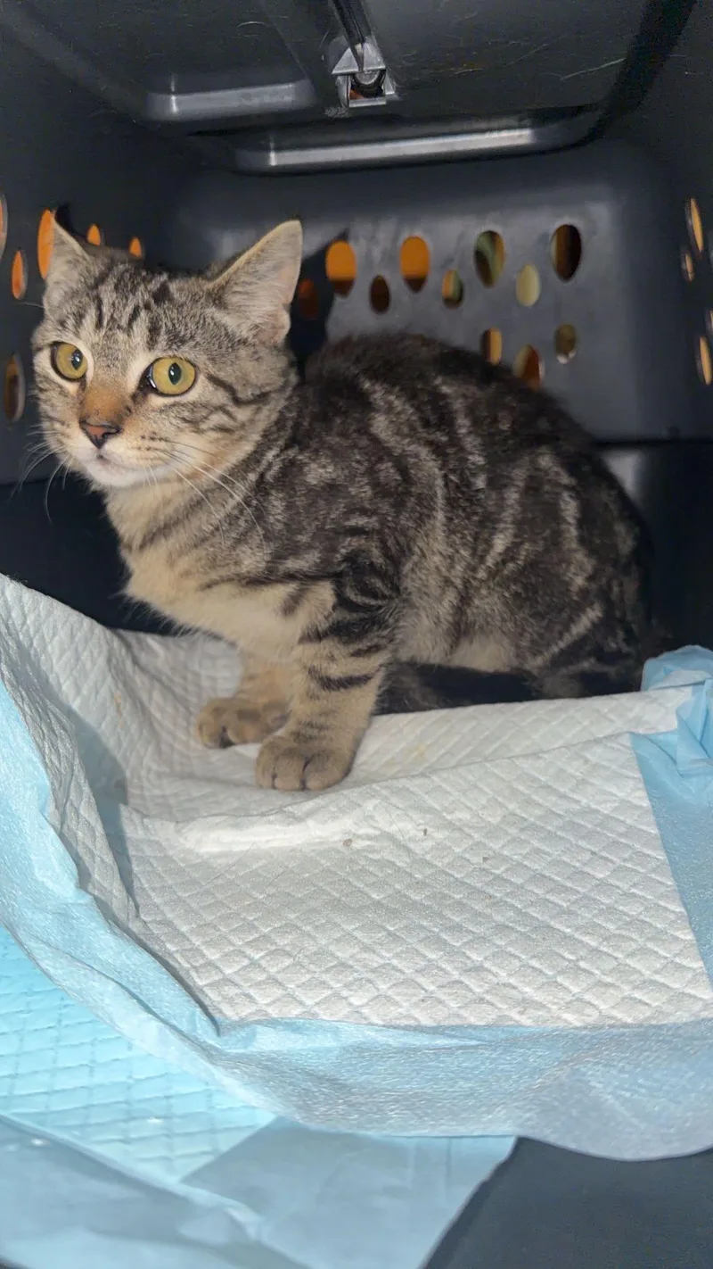 A young medium-sized male Tabby (Tiger Striped) Domestic Short Hair cat named Hook for adoption in warren, OH