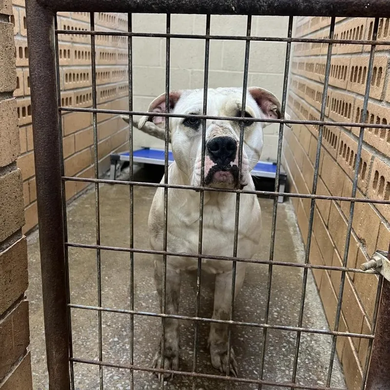 An adult medium-sized female White / Cream American Bulldog dog named Artemis for adoption in Hartsville , TN