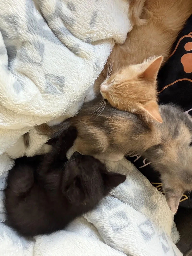 A baby medium-sized male Black Domestic Short Hair cat named Bear for adoption in Ephrata, WA