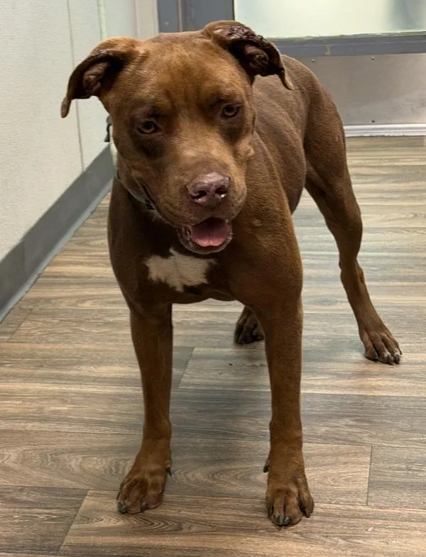 An adult large-sized male Pit Bull Terrier dog named Captain Crunch for adoption in San Diego, CA