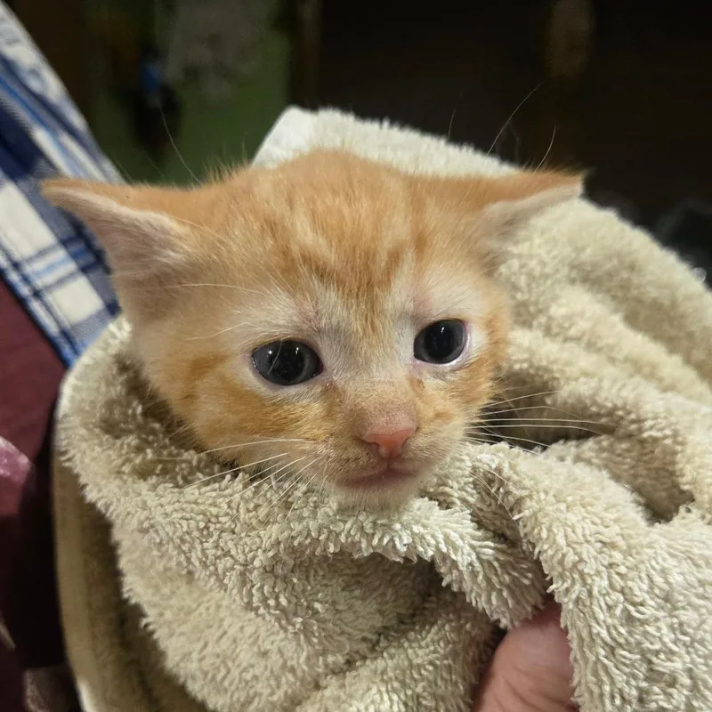 A baby small-sized male Orange / Red Domestic Medium Hair cat named Julius for adoption in Southington, OH