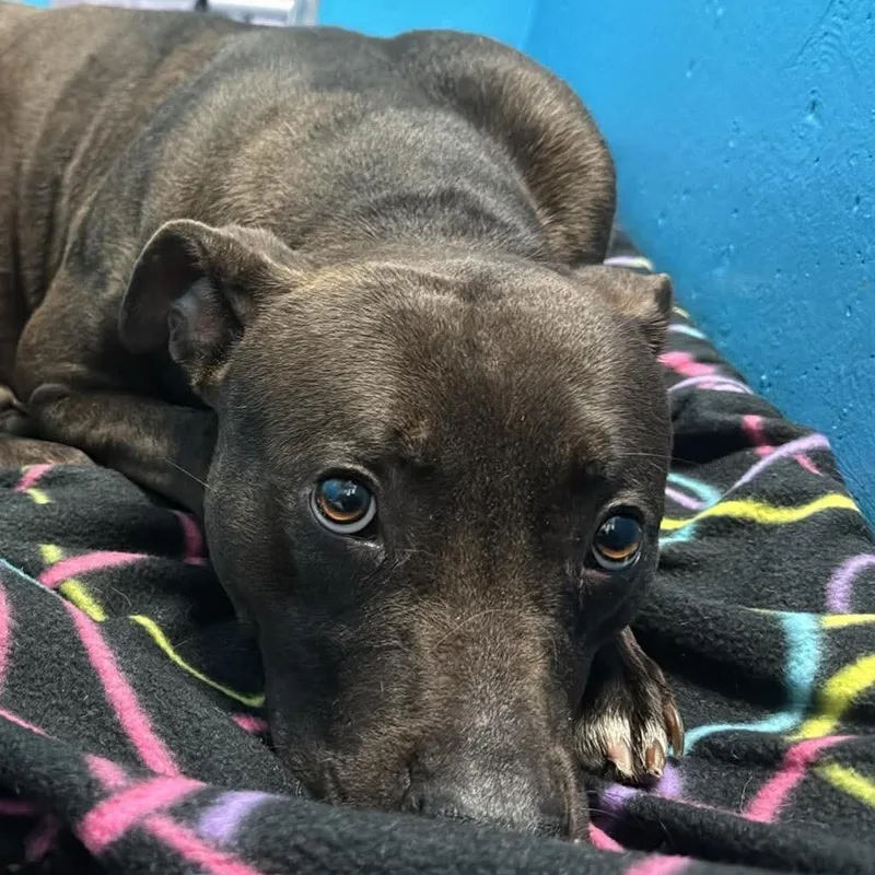An adult large-sized female Black Mixed Breed dog named Sage for adoption in Edwardsville, IL