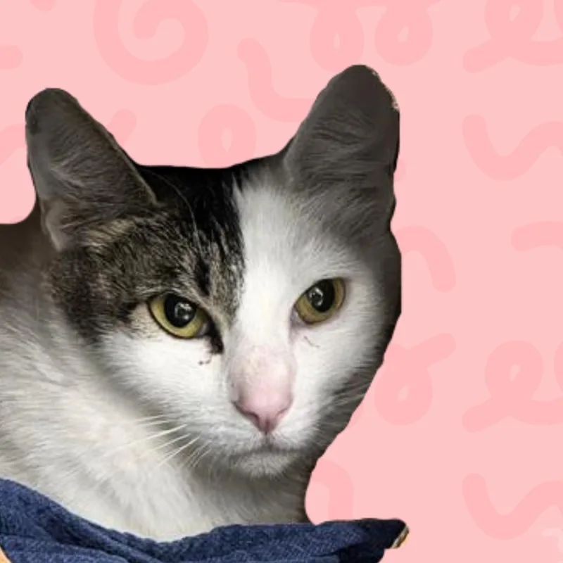An adult medium-sized female White Domestic Short Hair cat named Kiki for adoption in Reno, NV