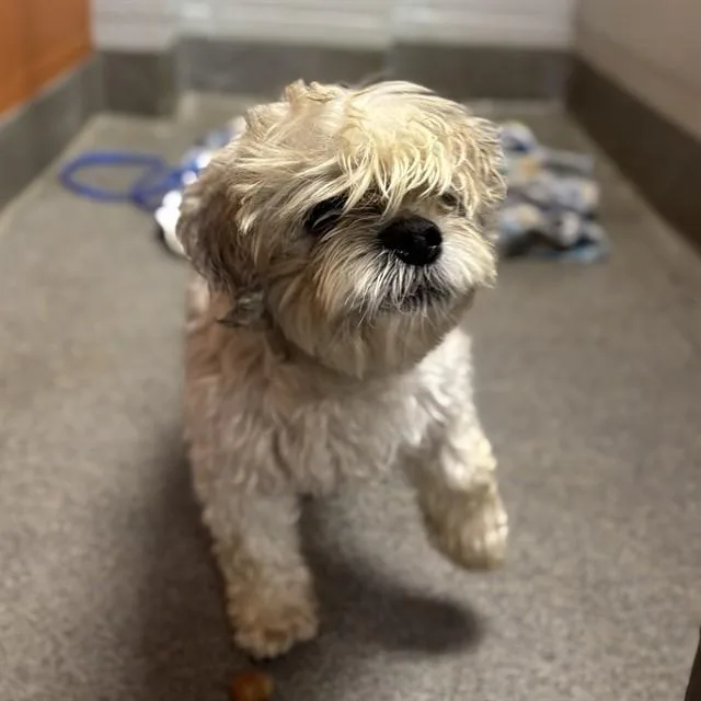 A young medium-sized female Maltese dog named Falkor for adoption in Huntsville, AL