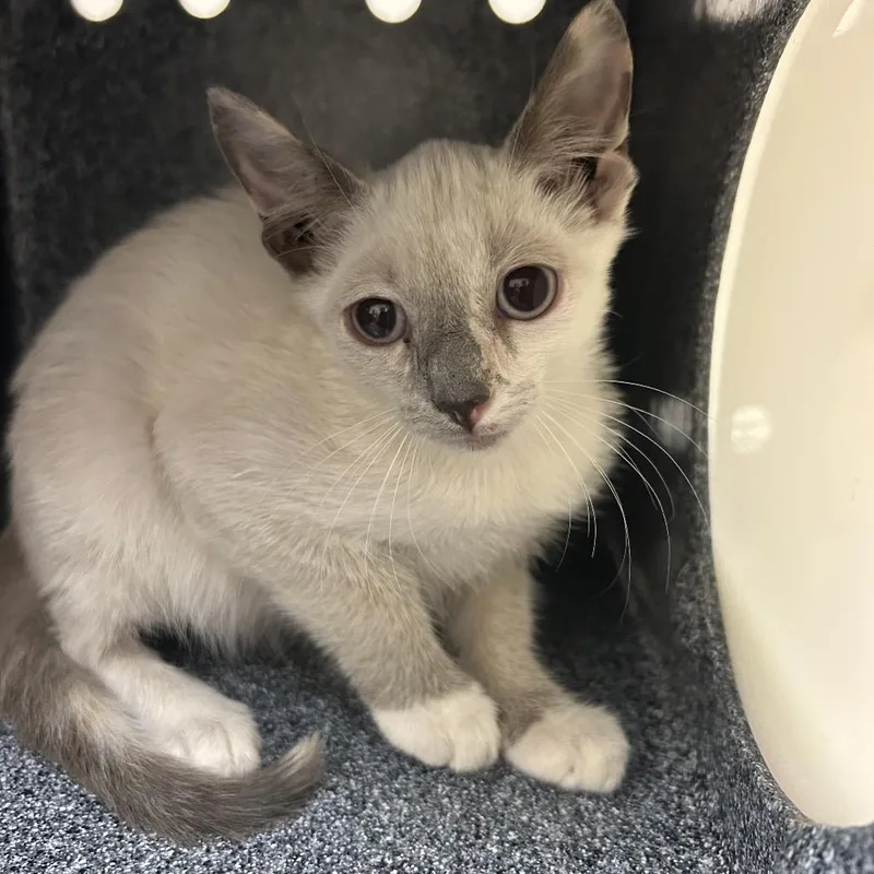 A baby small-sized female Buff / Tan / Fawn Domestic Short Hair cat named Buffy for adoption in Lake Panasoffkee, FL