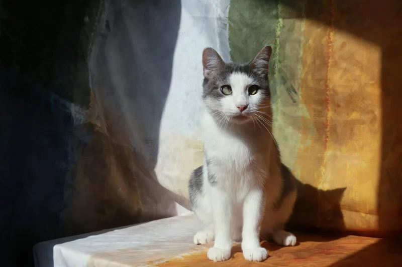 An adult medium-sized male Gray & White Domestic Short Hair cat named Shomo for adoption in New Prague, MN