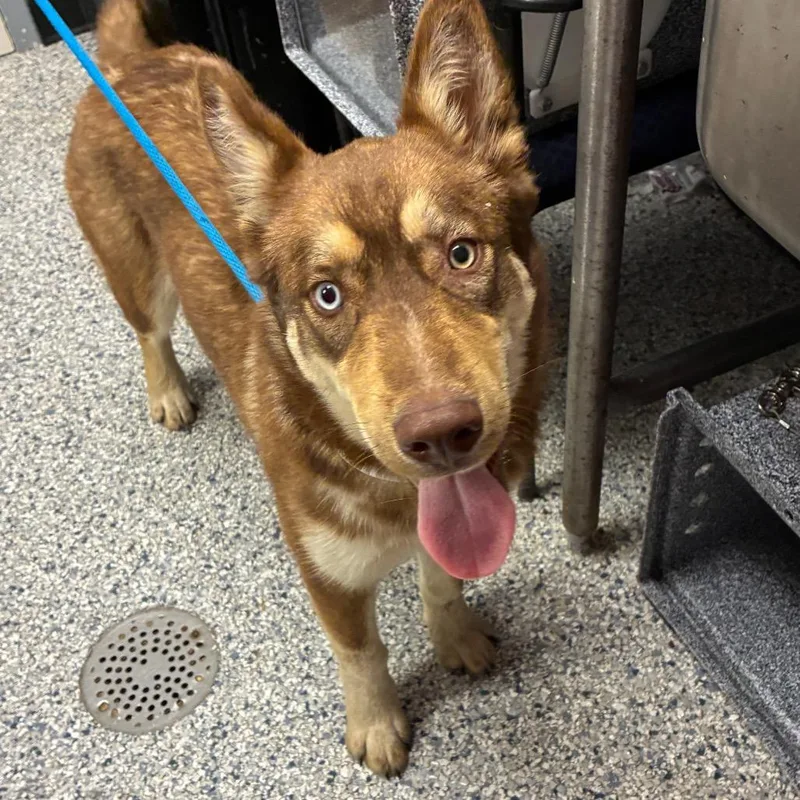 A young medium-sized male Brown / Chocolate Husky dog named Jason for adoption in Birmingham, AL