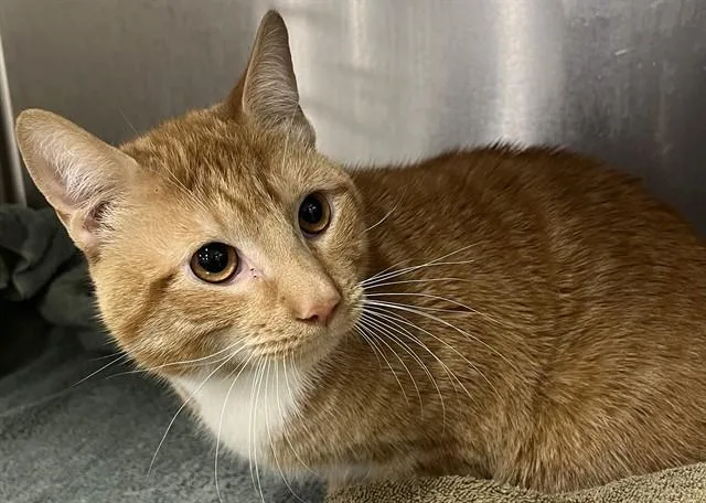 An adult large-sized male Domestic Short Hair cat named Beckett for adoption in Upper Marlboro, MD