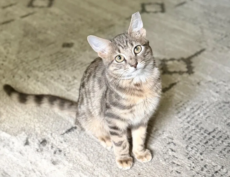 A baby medium-sized male Domestic Short Hair cat named Sunny for adoption in Nashville, TN