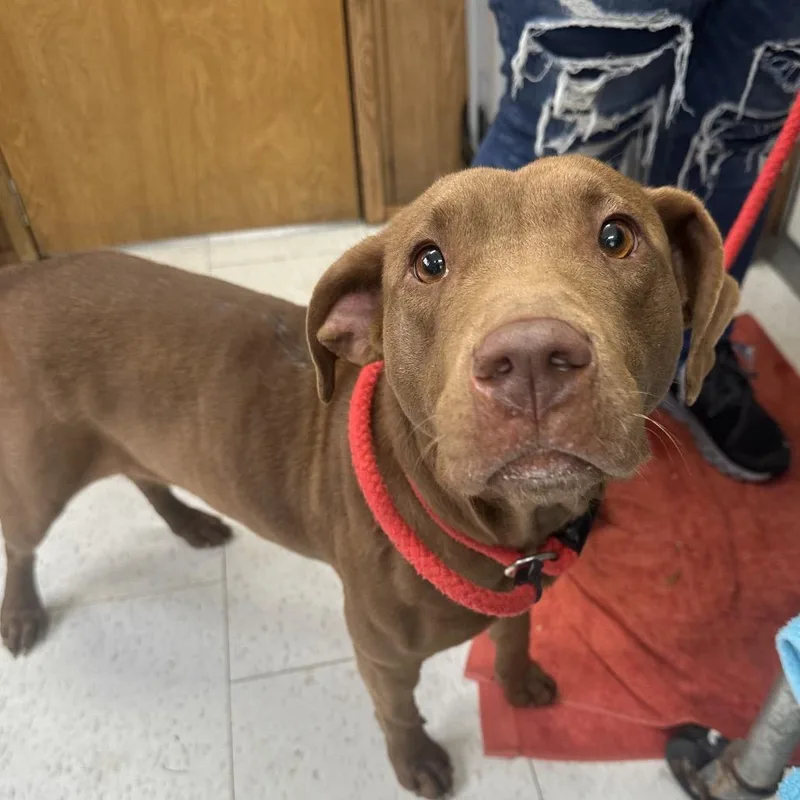 An adult medium-sized female Brown / Chocolate Mixed Breed dog named Vonda Kay for adoption in Columbiana, AL