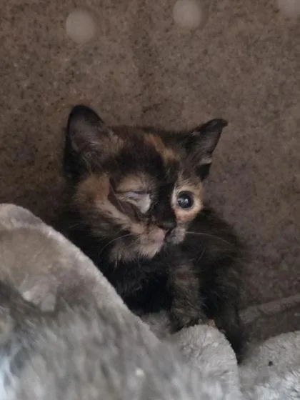 A baby small-sized female Domestic Short Hair cat named Wimberly for adoption in Houston, TX