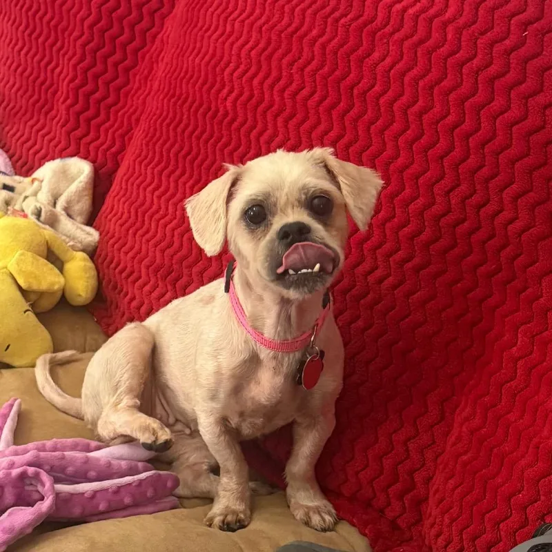 A baby small-sized female Shih Tzu dog named Chili for adoption in Bessemer, AL