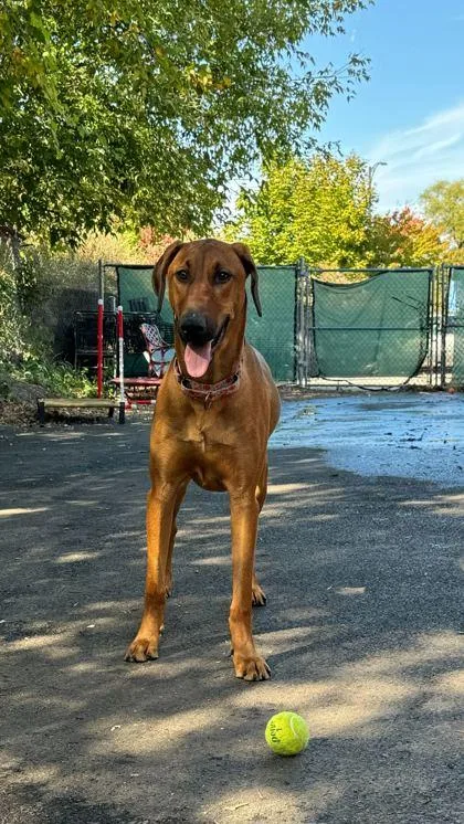 Mandolin thumbnail 2