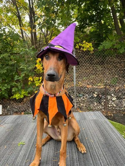 Mandolin thumbnail 3