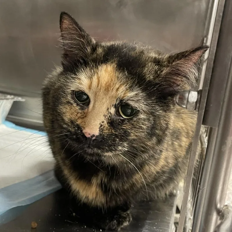 An adult medium-sized female Tortoiseshell Domestic Short Hair cat named Fuji for adoption in Salt Lake City, UT