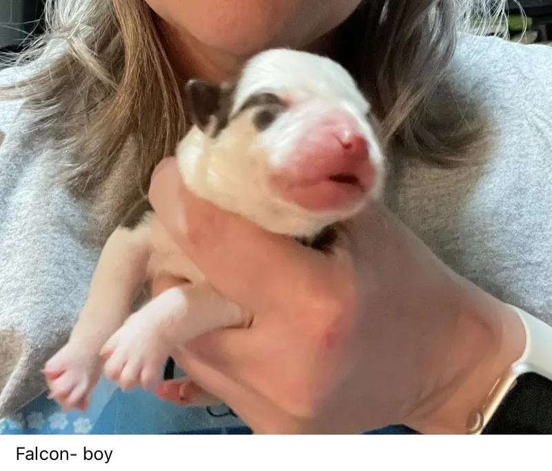 A baby medium-sized male White / Cream Australian Shepherd dog named Falcon for adoption in Plain City, OH