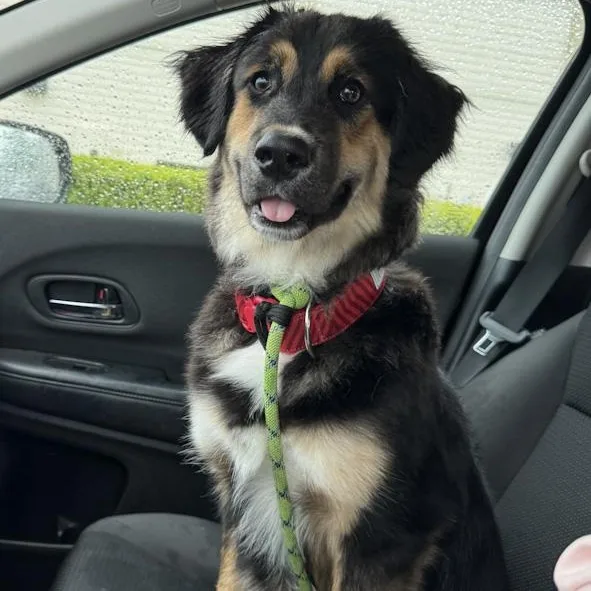 A baby medium-sized male Mixed Breed dog named Marty for adoption in Toledo, OH