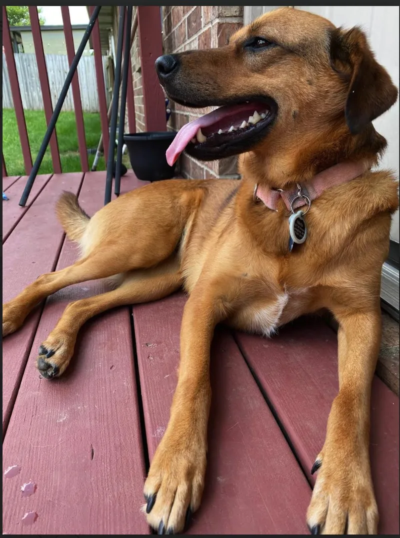 A senior medium-sized female Golden Shepherd dog named Nikita for adoption in Springfield, MO