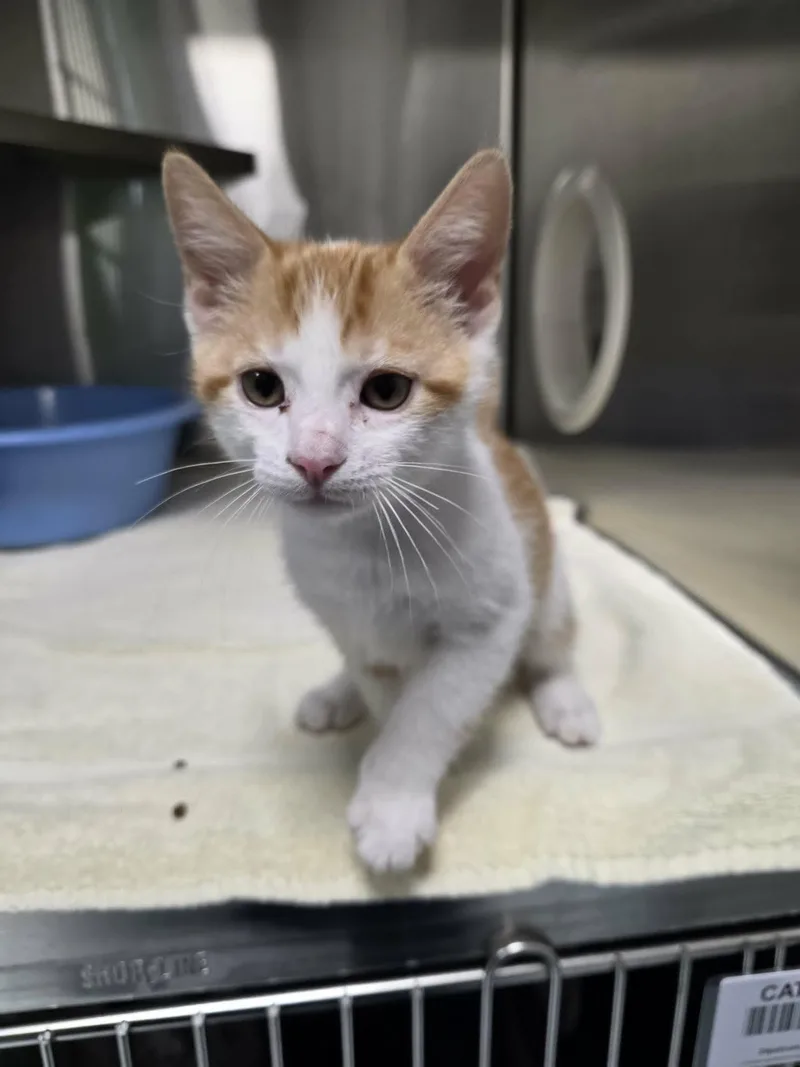 A baby medium-sized male Orange & White Domestic Short Hair cat named Cream Cheese for adoption in Umatilla, FL