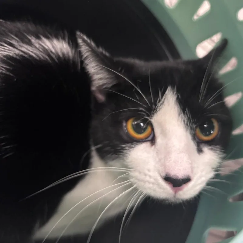 A young medium-sized female White Domestic Short Hair cat named Rosita for adoption in Indianapolis, IN