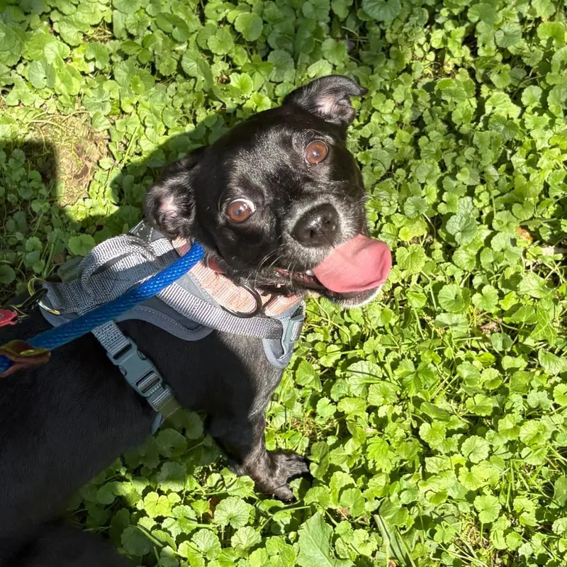 Cleo thumbnail 2