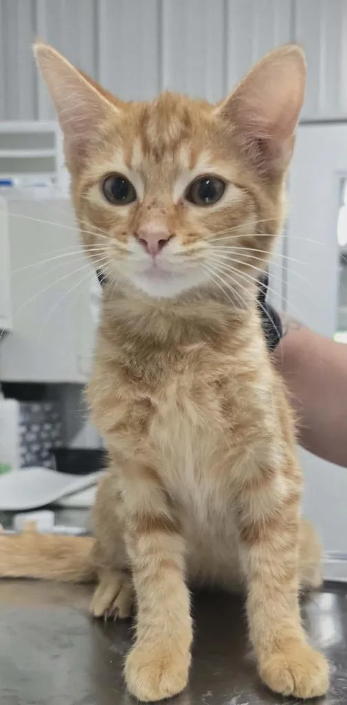 A baby small-sized male Domestic Short Hair cat named Carl for adoption in Hillsdale, IN