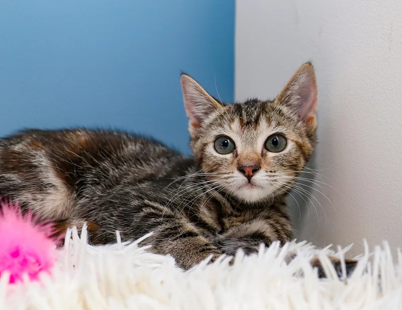 A young small-sized female Tabby (Brown / Chocolate) Domestic Short Hair cat named Cloud for adoption in Charlotte, NC