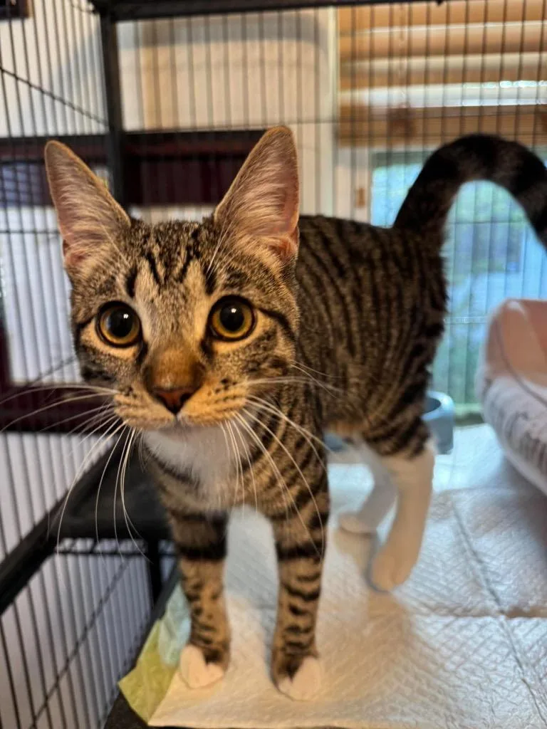 A baby small-sized female Domestic Short Hair cat named Melody for adoption in Orlando, FL