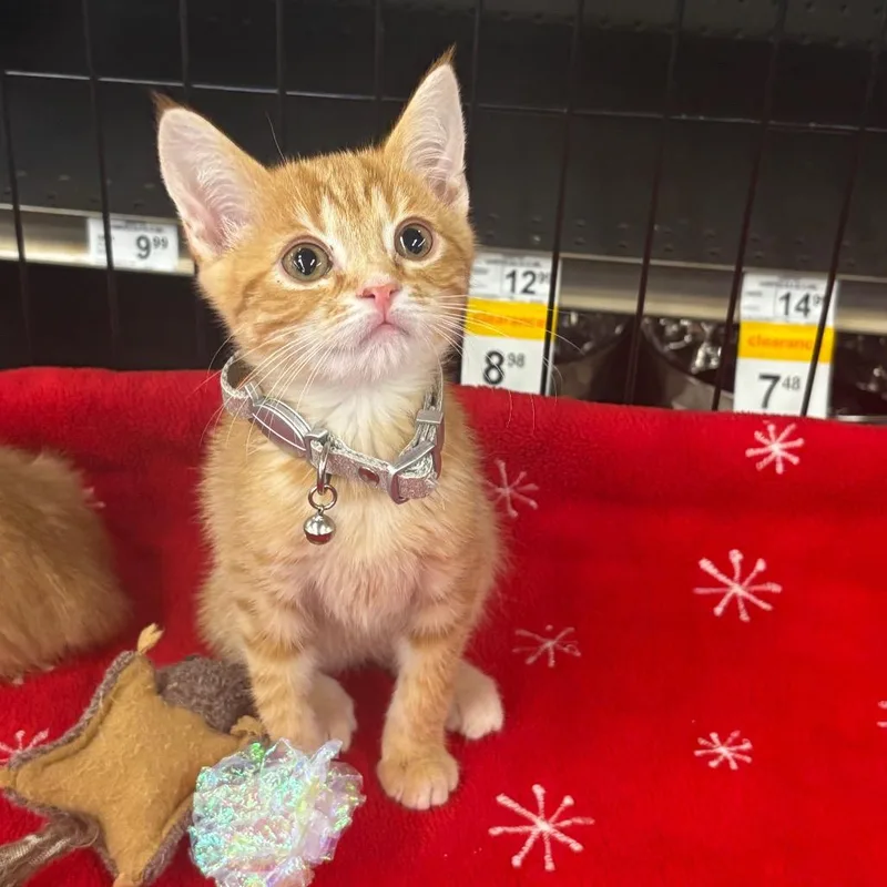 A baby small-sized male Orange / Red Domestic Short Hair cat named Crush for adoption in La Grange, KY