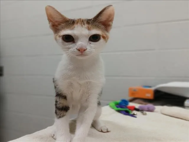 A baby small-sized female Domestic Short Hair cat named Alice for adoption in Derwood, MD