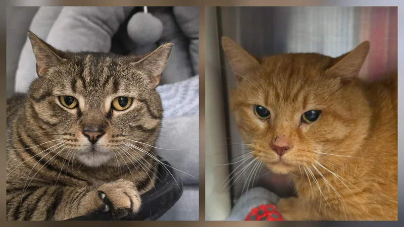 An adult extra large-sized male Tabby (Brown / Chocolate) Domestic Short Hair cat named Benny & Jiggy for adoption in Amityville, NY