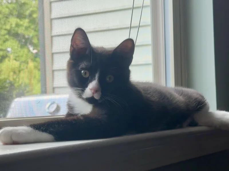 A baby small-sized male American Shorthair cat named Stan for adoption in Hillsborough, NC
