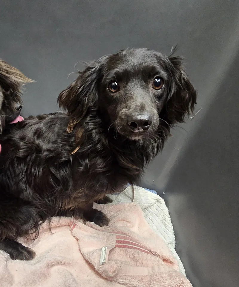 A young medium-sized female Dachshund dog named Harmony for adoption in Austin, TX
