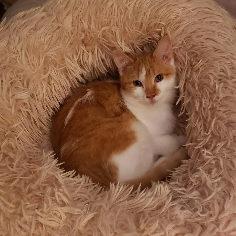A young medium-sized female Orange / Red Domestic Short Hair cat named Taylor Swift for adoption in Inver Grove Heights, MN