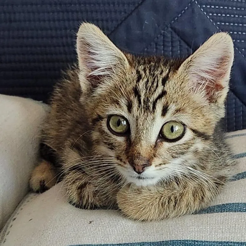 A baby small-sized male Gray / Blue / Silver Domestic Medium Hair cat named Munchkin for adoption in San Pablo, CA