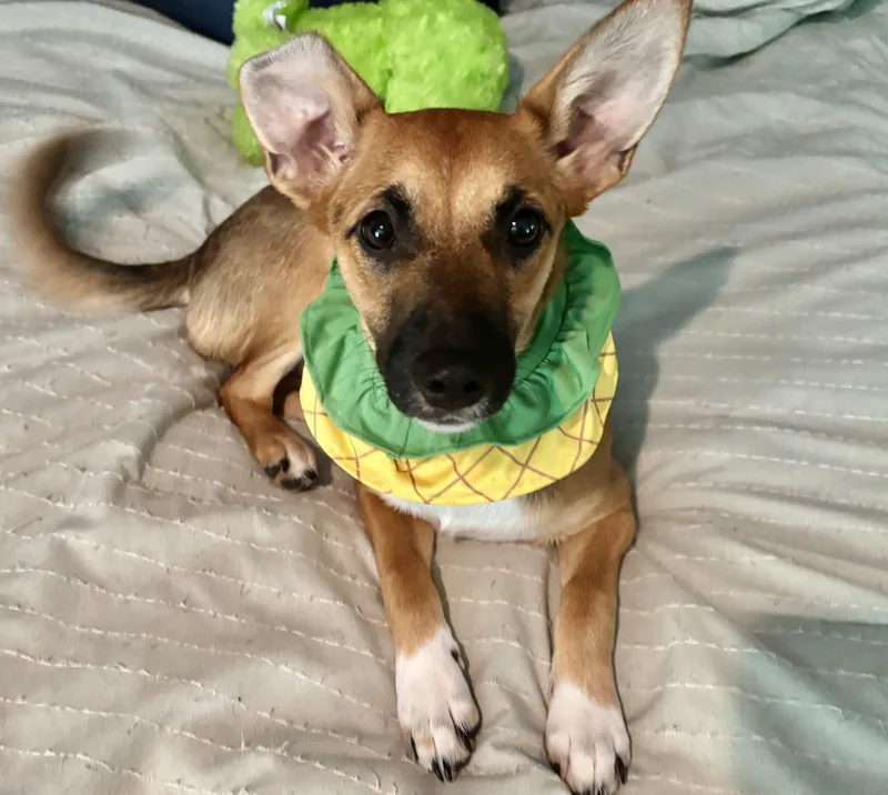 A young small-sized female Bicolor Jack Russell Terrier dog named Honeydew for adoption in Leesburg, AL