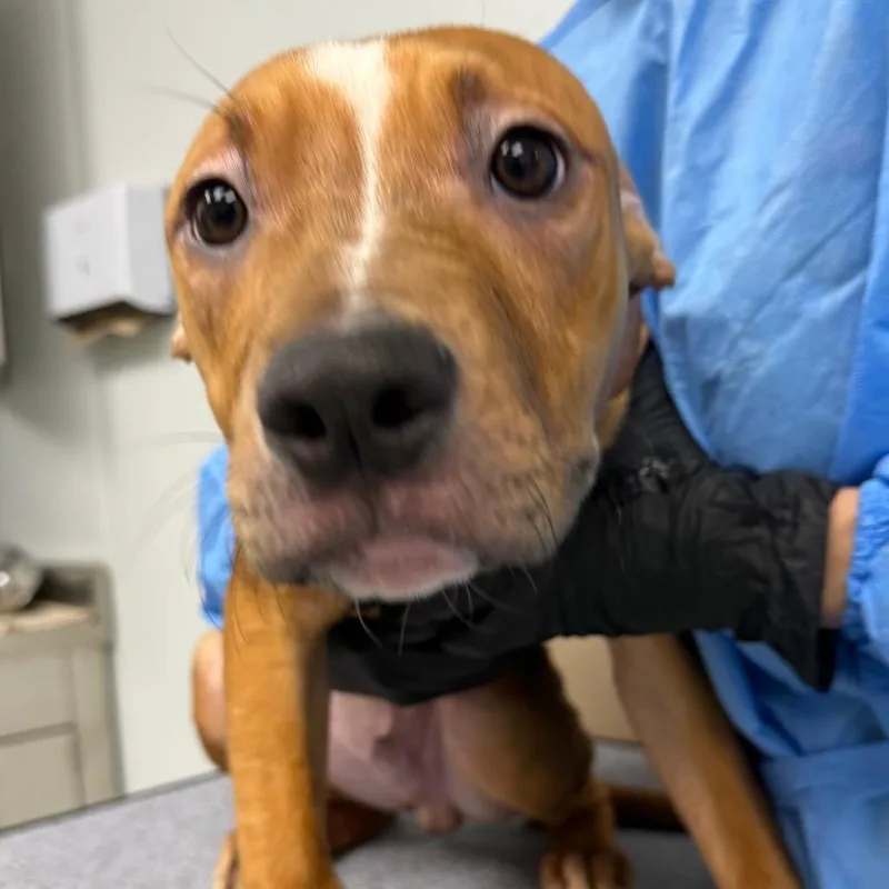 A baby medium-sized male Brown / Chocolate Terrier dog named Binx for adoption in Abilene, TX