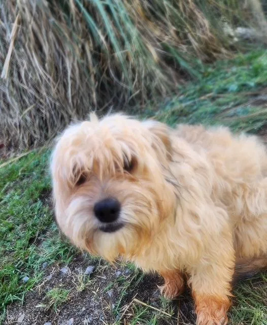 Huxley thumbnail 3