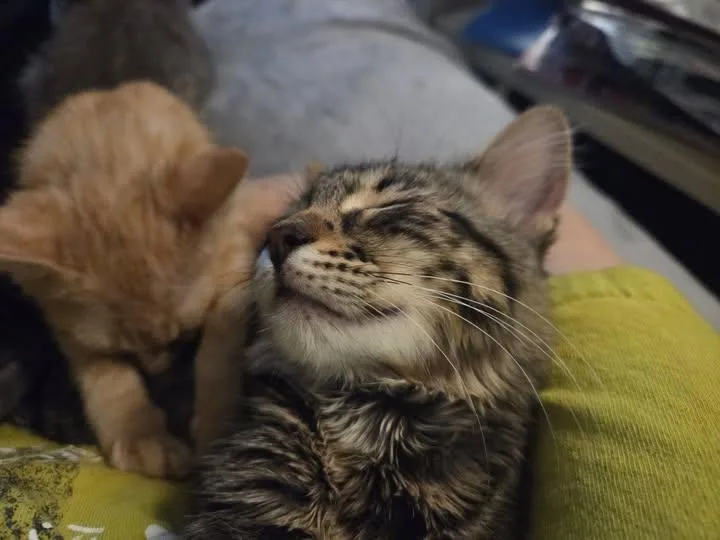 A baby medium-sized female Tabby cat named Perla for adoption in Plano, TX