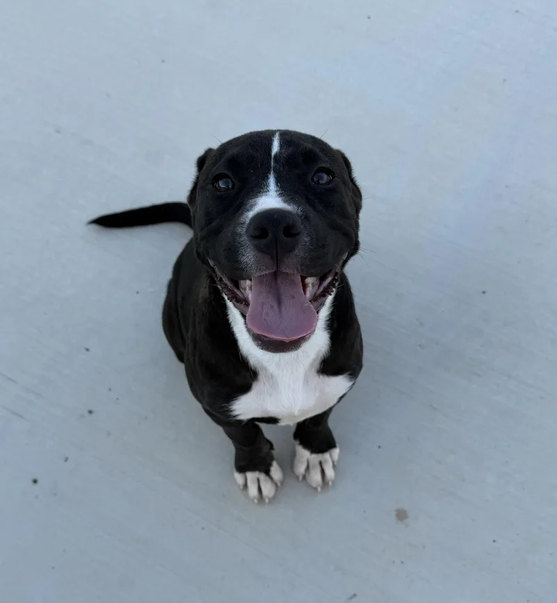 A baby large-sized female Black American Staffordshire Terrier dog named Clover for adoption in Haslet, TX