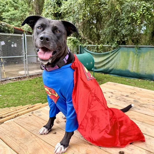 An adult medium-sized female Mixed Breed dog named Roo for adoption in Fort Walton Beach, FL