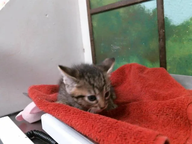 A baby small-sized male Domestic Short Hair cat named Mozzarella for adoption in Houston, TX