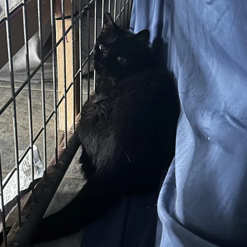 A senior medium-sized male Black Domestic Short Hair cat named Buster for adoption in East Smithfield , PA