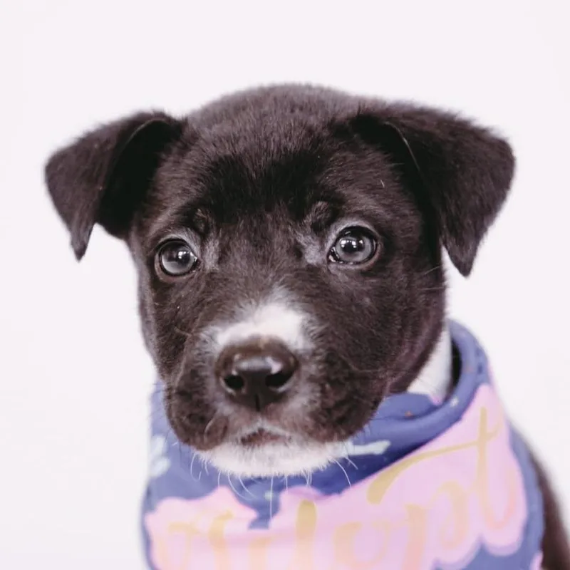 Gogurt D Arriving thumbnail 2