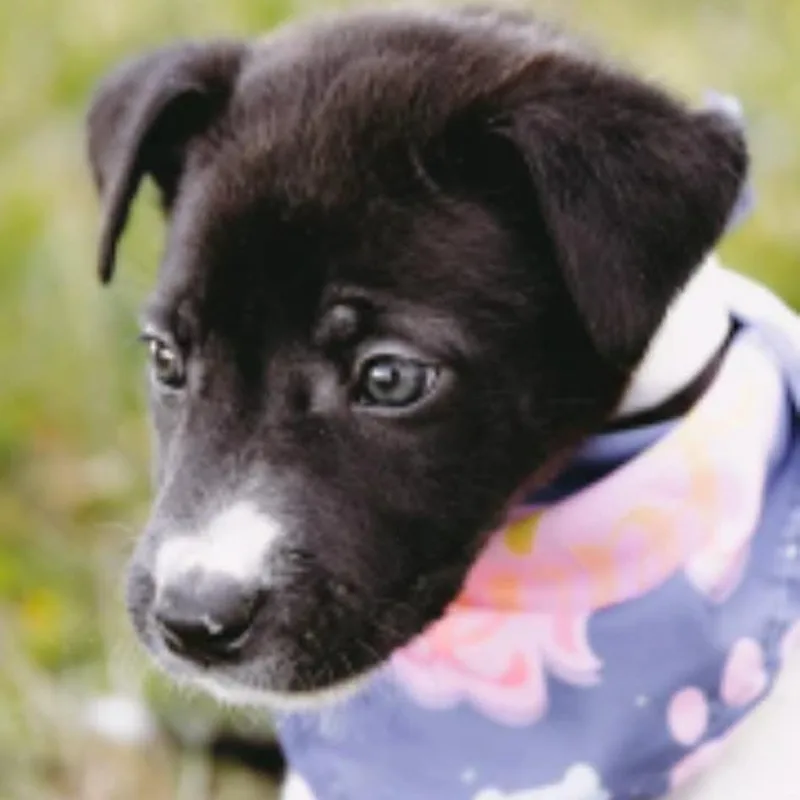 Gogurt D Arriving thumbnail 3