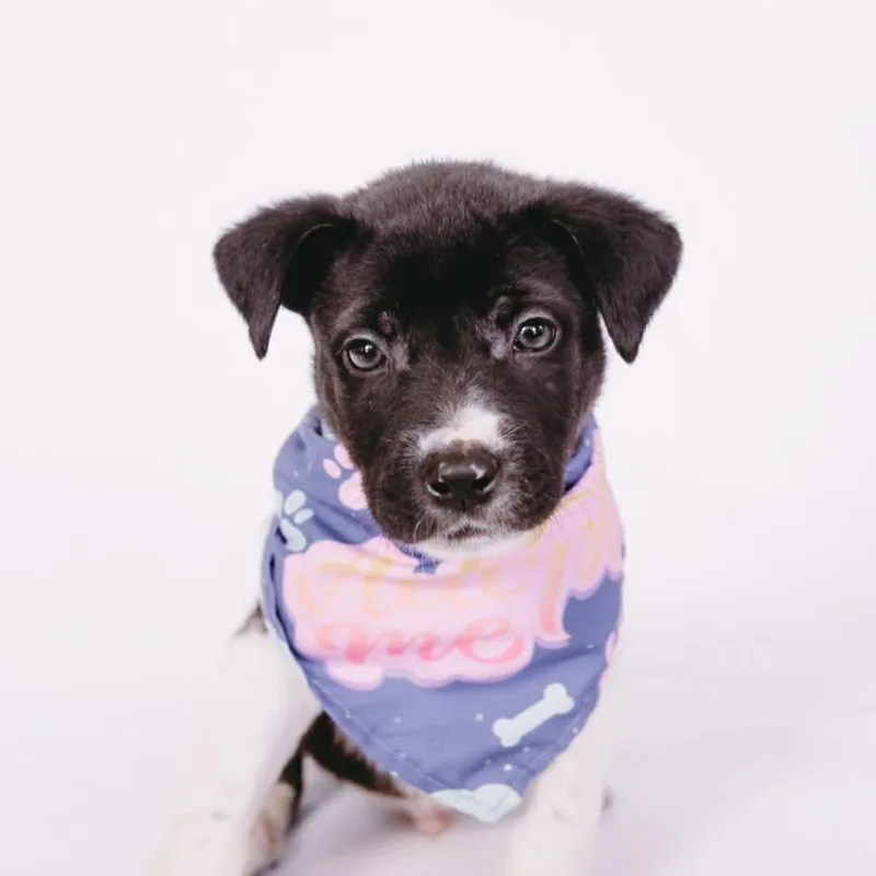 Gogurt D Arriving thumbnail 4