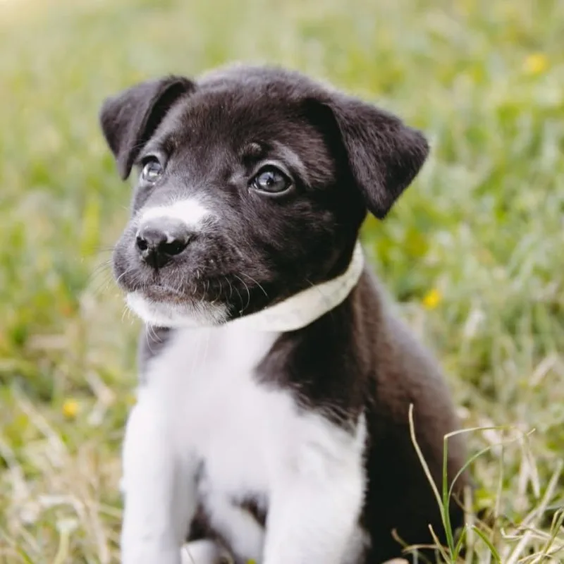 Gogurt D Arriving thumbnail 5