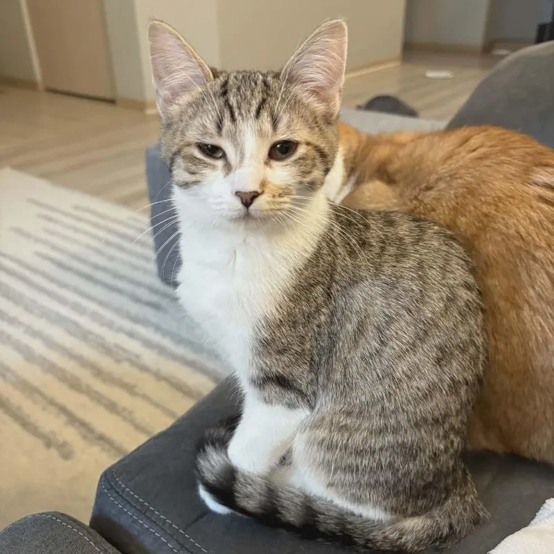 A young small-sized female Gray / Blue / Silver Domestic Short Hair cat named Sophia for adoption in Toledo, OH